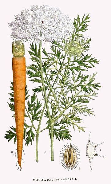 361px-Daucus_Carota.jpg