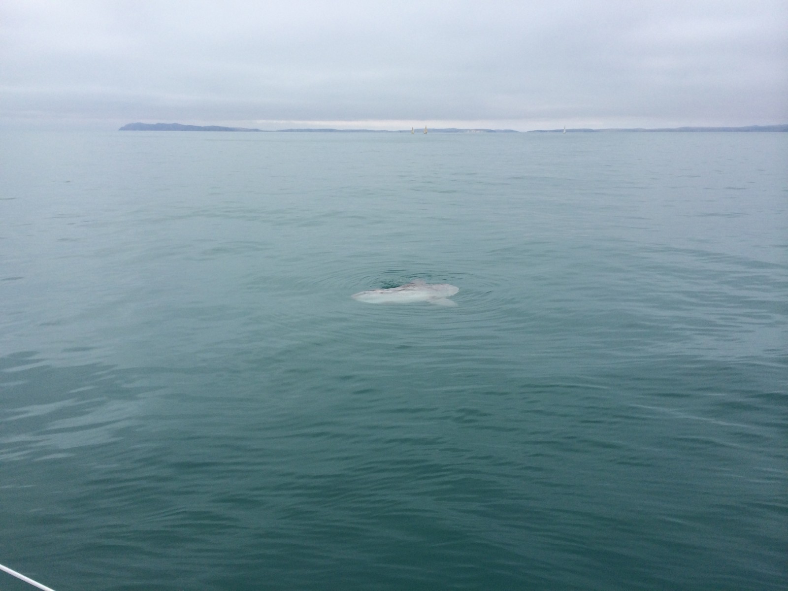 mola01.jpg