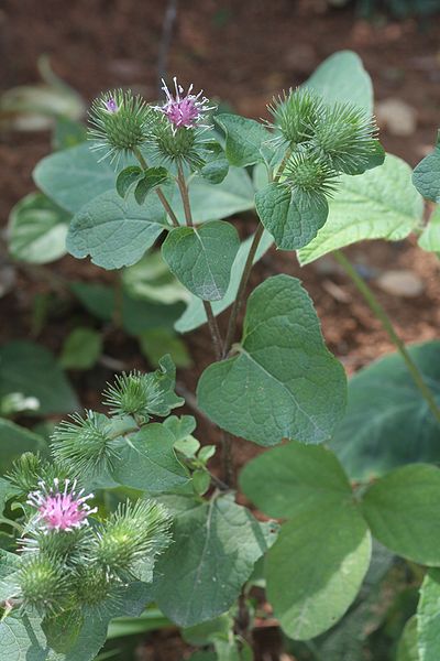 Arctium lappa1.JPG