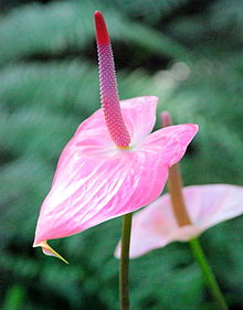 220px-Flamingo_Flower.JPG