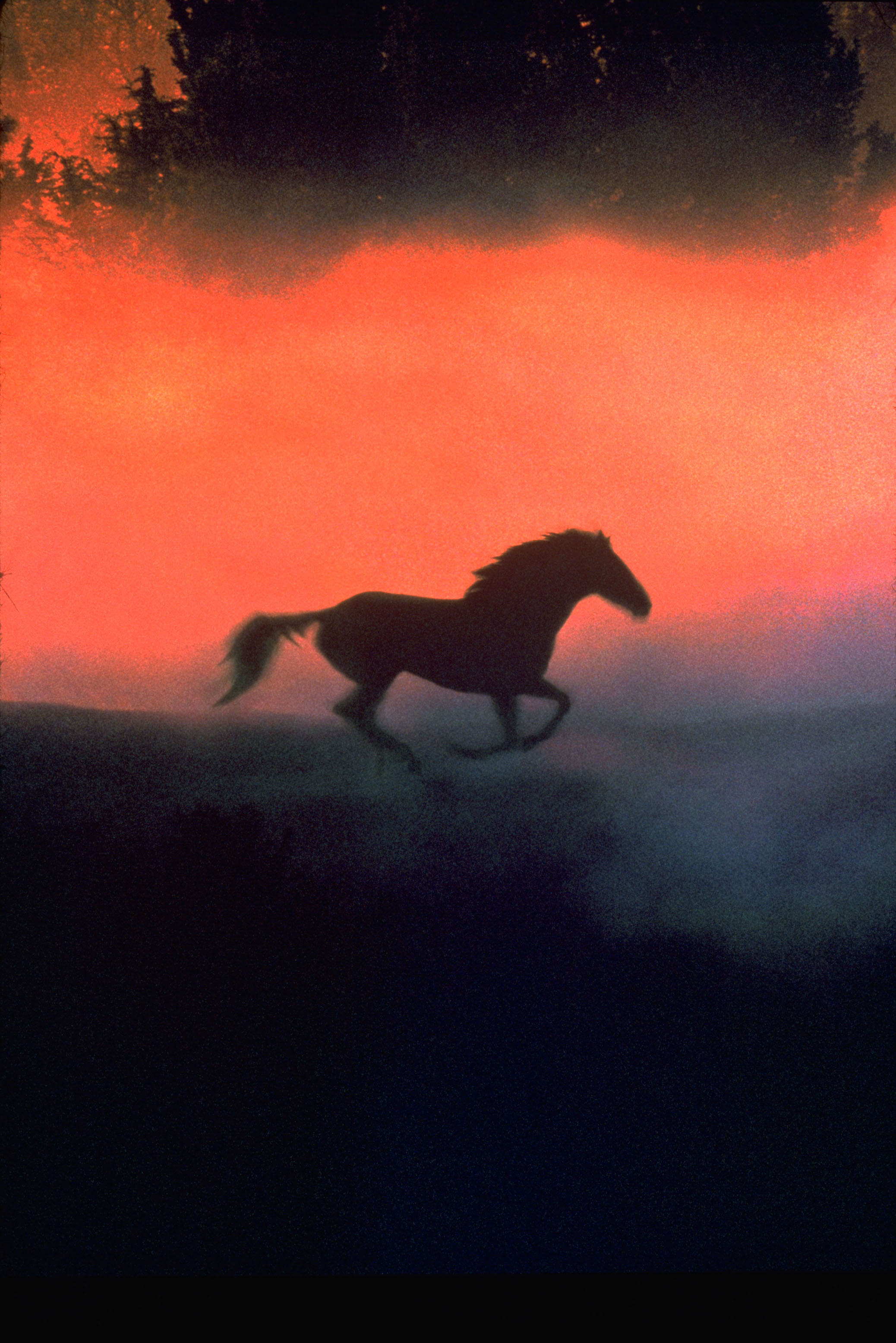 The_Horse_Whisperer_02.jpg