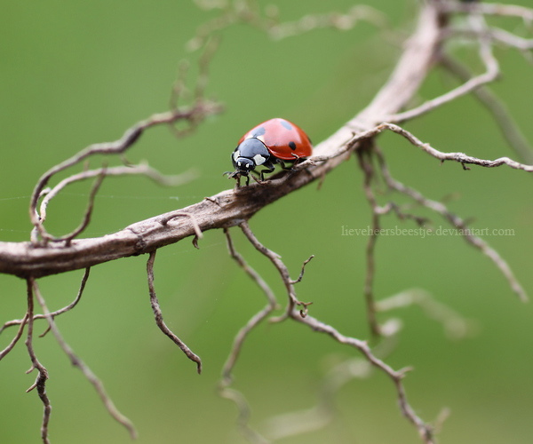 way_up__unedited__by_lieveheersbeestje-d4f5tw9.jpg