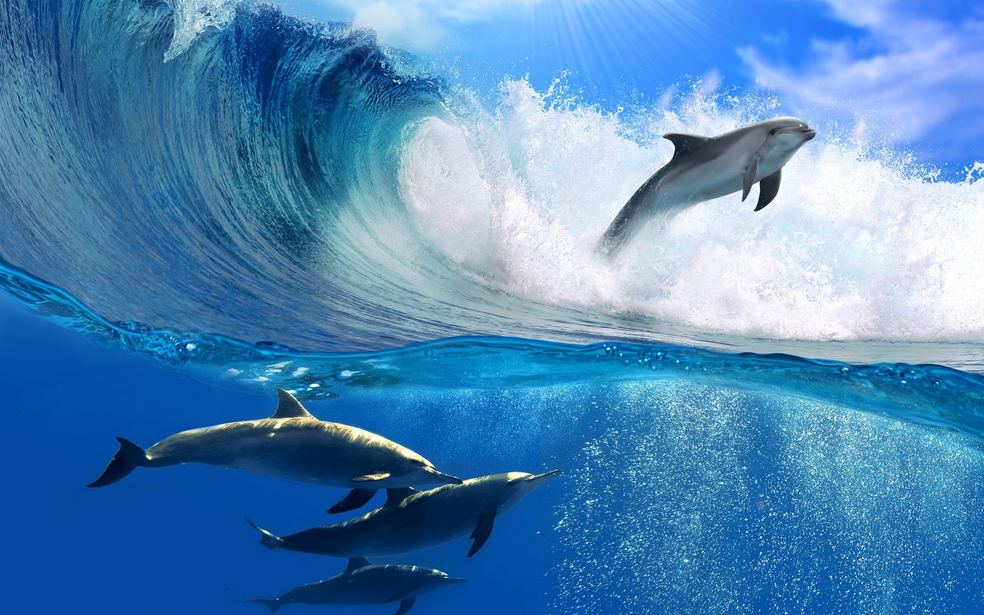 Dolphins-Wave.jpg