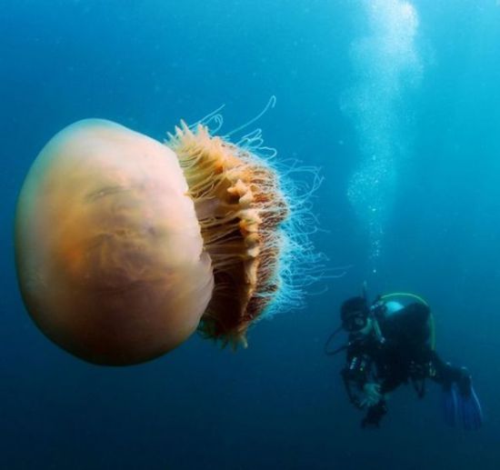 giant_jellyfishes_03.jpg