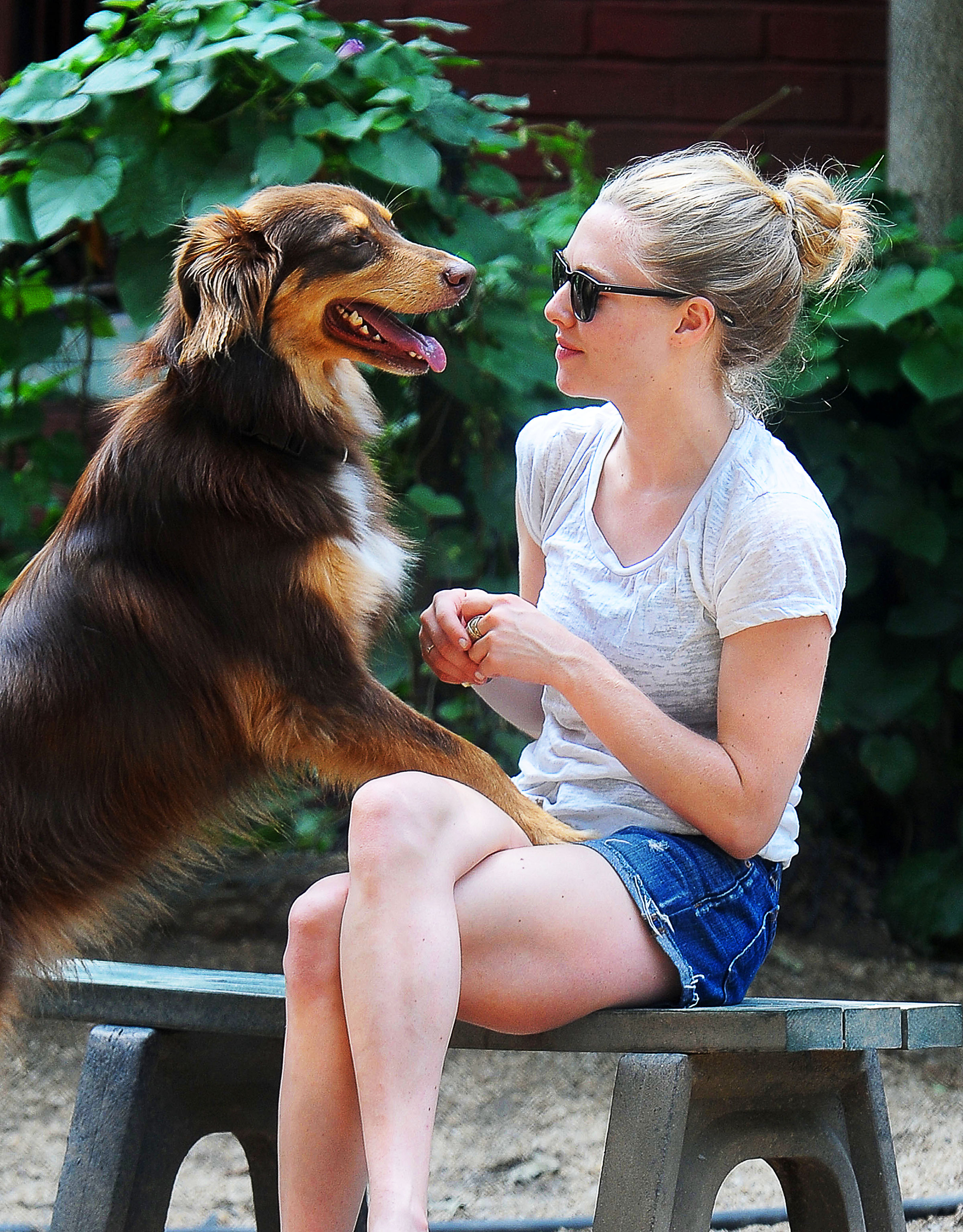 Hers dog. Аманда Шеферд. Amanda Seyfried Dog. Аманда и Финн. Amanda Seyfried Zoo.