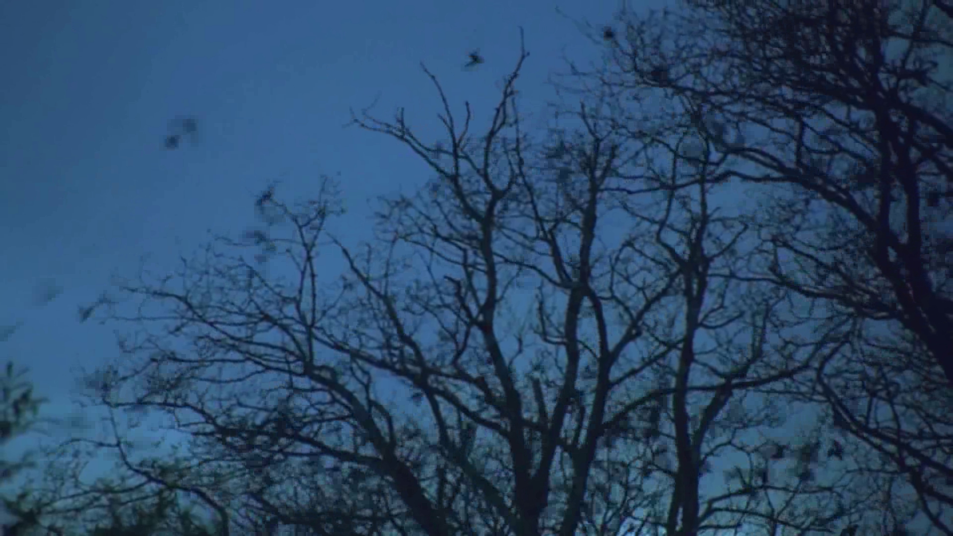 SVU Season 15 Premiere Surrender Benson Promo [Fanmade] - YouTub.wmv.0036.jpg