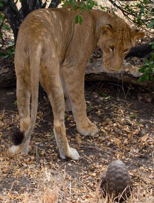 lion_tries_04.jpg