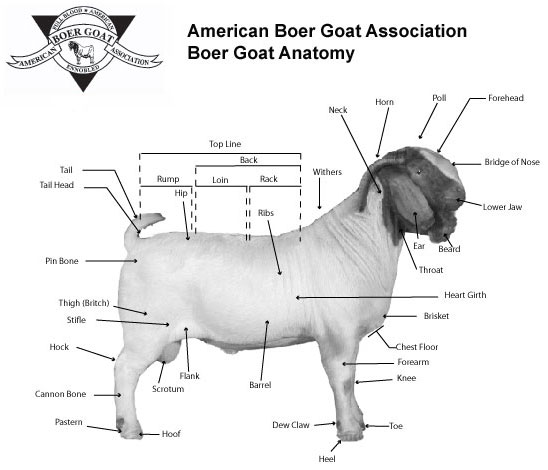 Boer Goat Anatomy.jpg