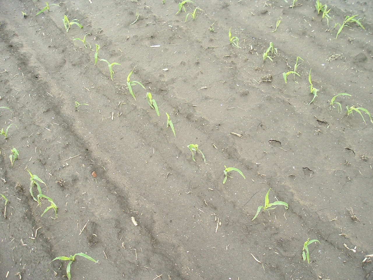 DSCF1523.JPG