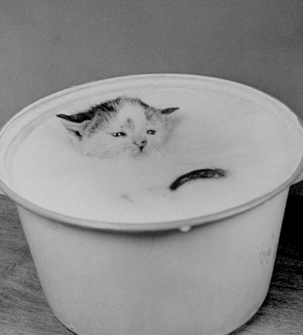 lifecat2.jpg